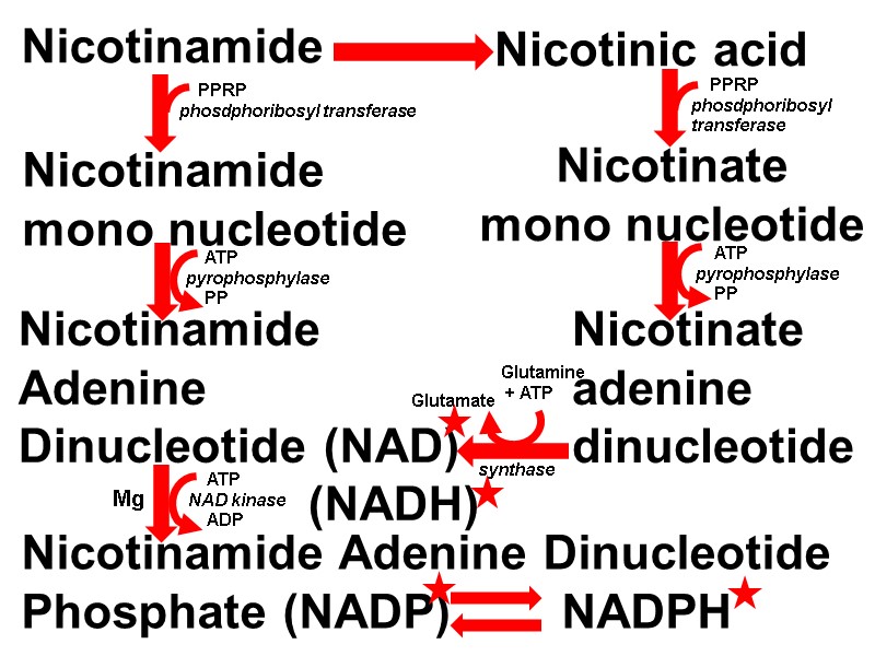 Nicotinamide Nicotinic acid Nicotinamide mono nucleotide Nicotinamide Adenine Dinucleotide (NAD)    